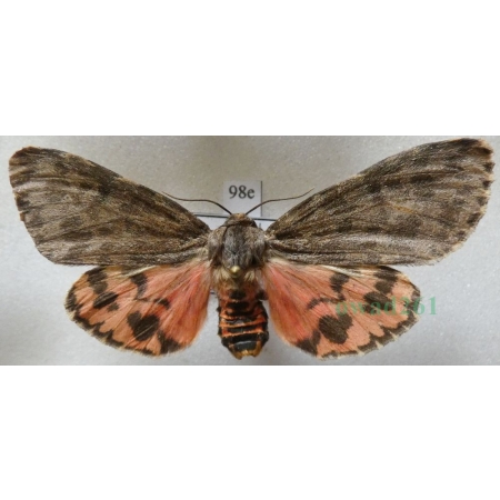 Olepa schleini Witt et al., 2005 female Isreal98e RARE!!!